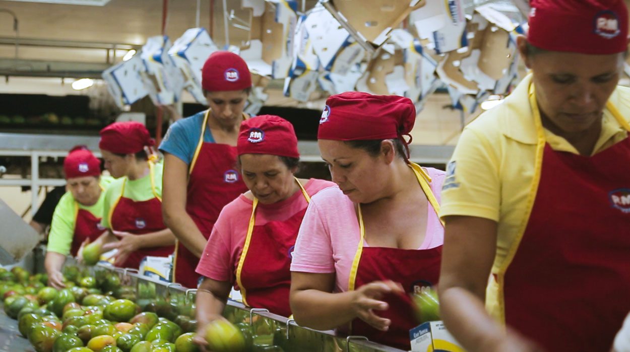 Robertos Mangoes Video