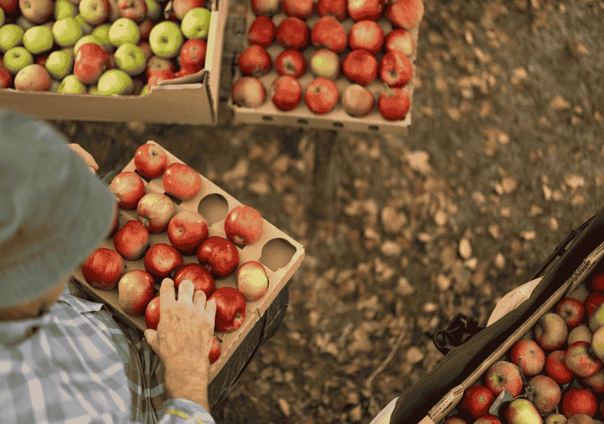 empaque-agricola-manzanas