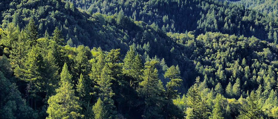 Forest trees