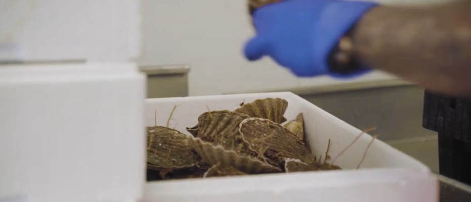 Packaging seafood keltic seafare