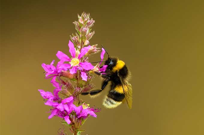 See how we developed a sustainable paper-based solution for the transportation of bumble bees.