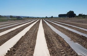 AgroPaper, agricultural mulching paper, mulching paper, compostable paper