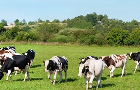 Dairy Packaging, Bag-in-Box, Packaging for Liquids