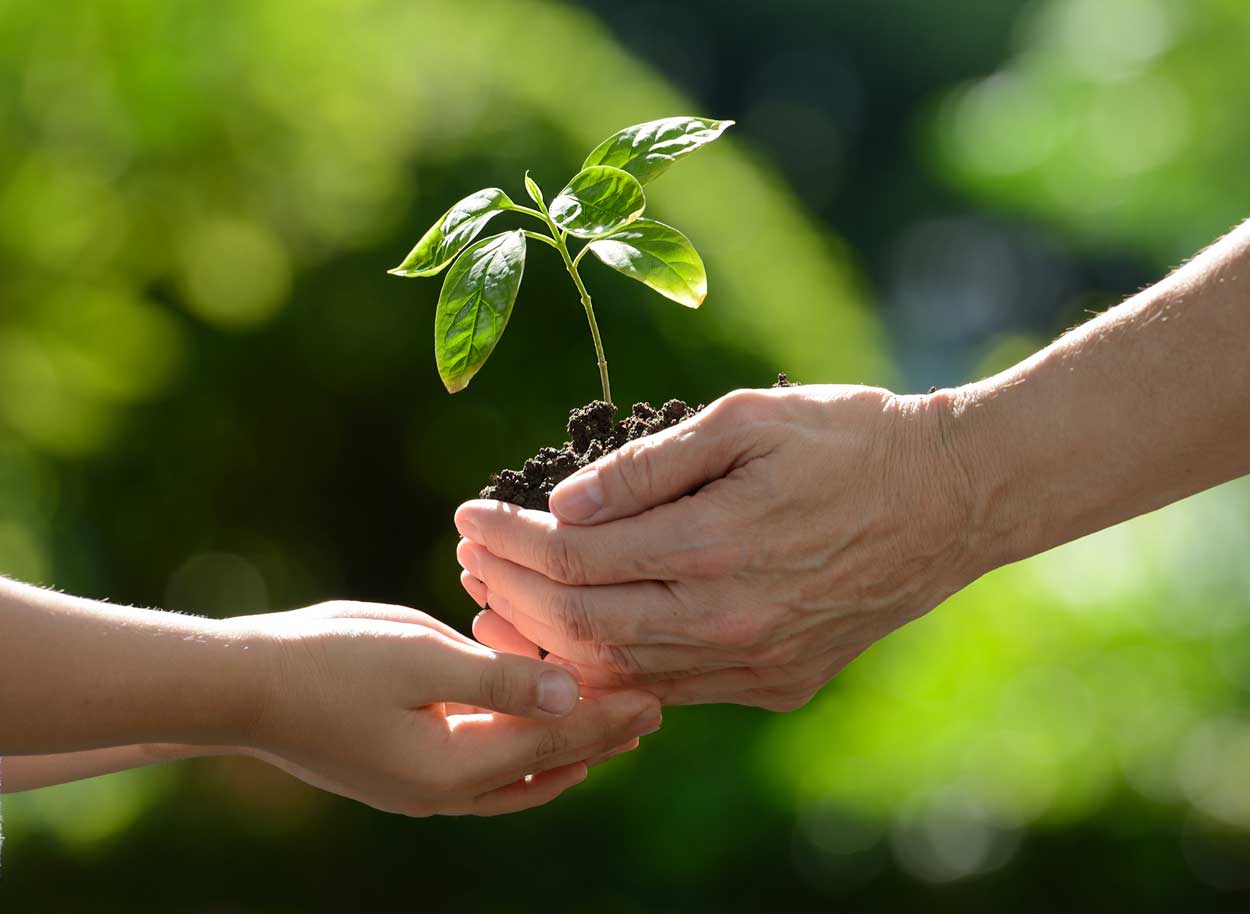 hands growing seed