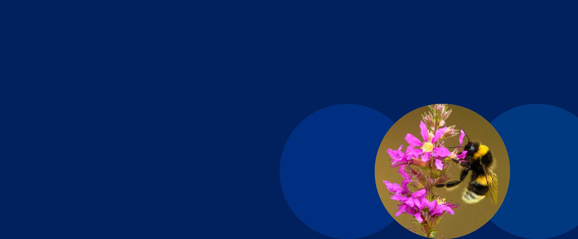 Packaging for transportation of bees