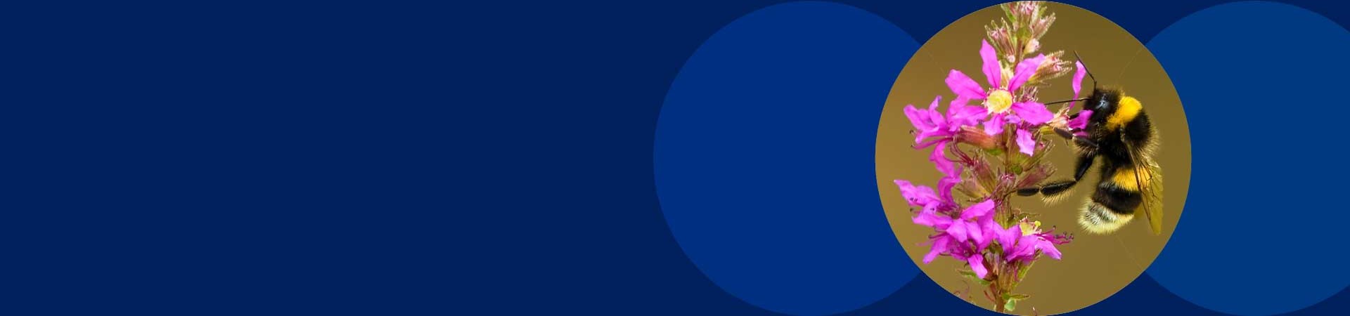 Packaging for transportation of bees