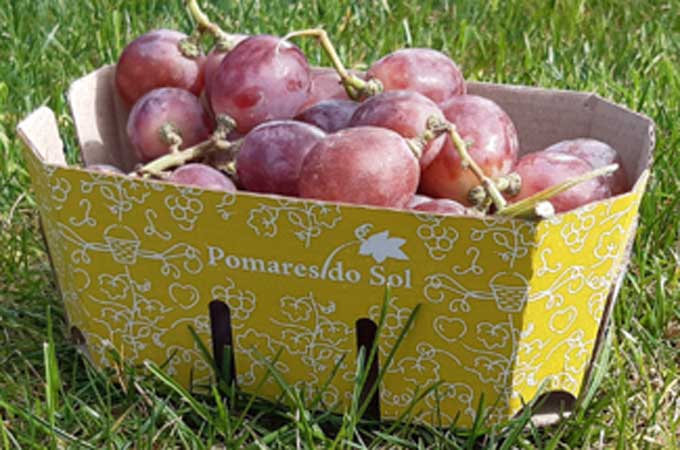 See how we helped Pomares do Sol achieve a reduction of 1400 production hours by moving from a manual to an automated punnet solution.