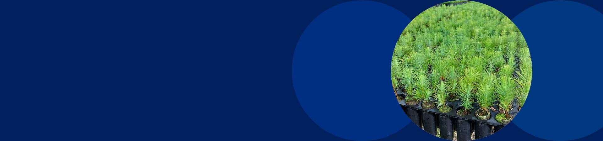 Colombia 20 years Forest Management