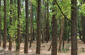 Forestry
