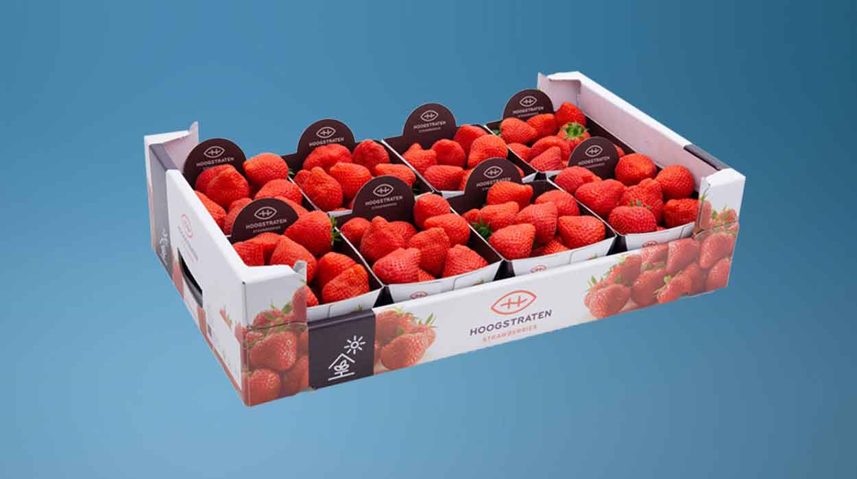 Hoogstraten Punnets