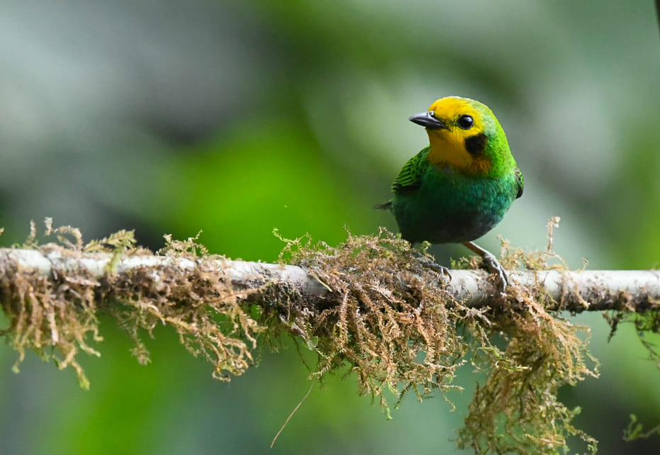 Cinco claves para proteger los bosques naturales de Colombia
